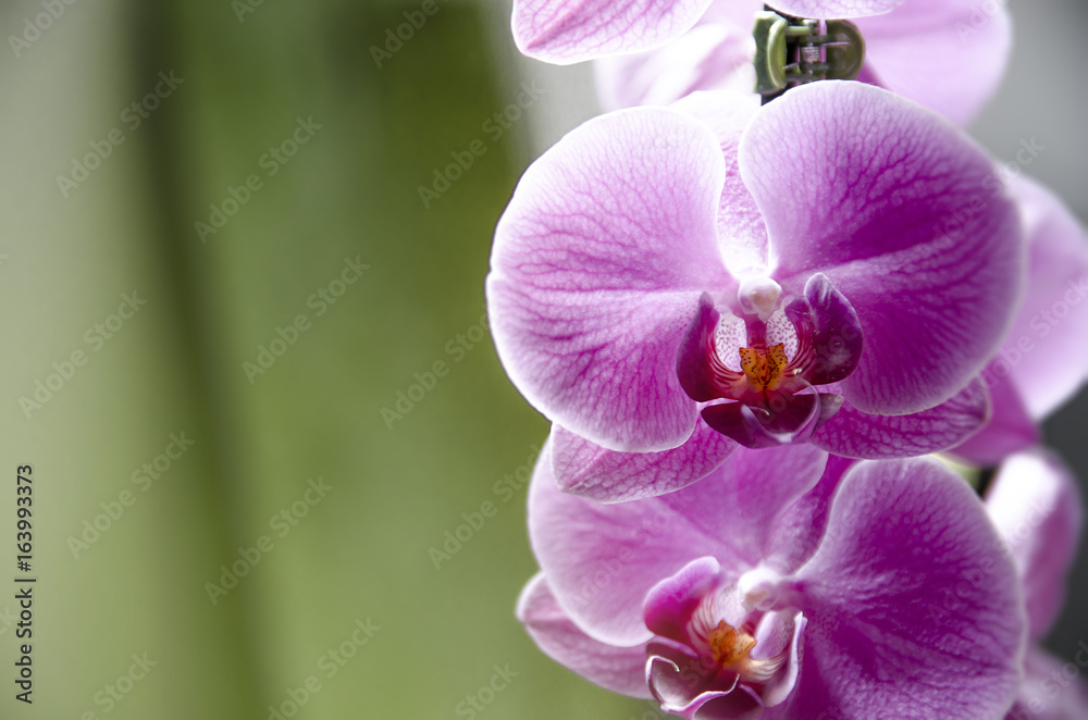 Closeup of orchid flowers , green background Closeup of orchid flowers , green background