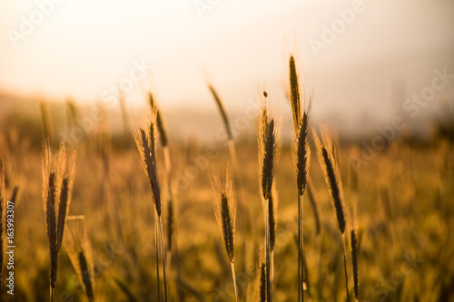 Wheat field in the sunset