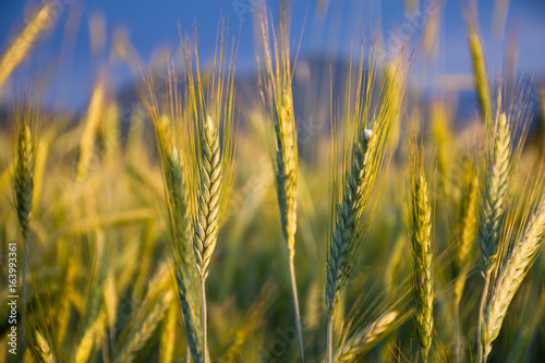 Wheat field in the sunset