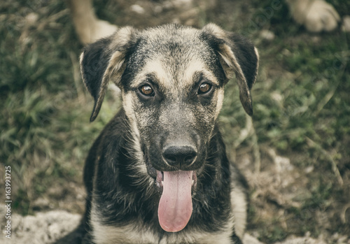 Happy dog