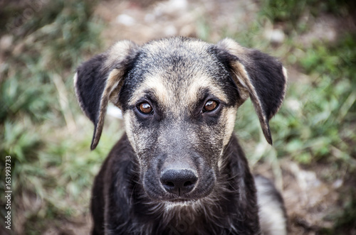 Dog with visible emotions