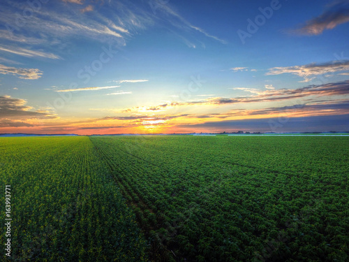 Aerial view sunset over field