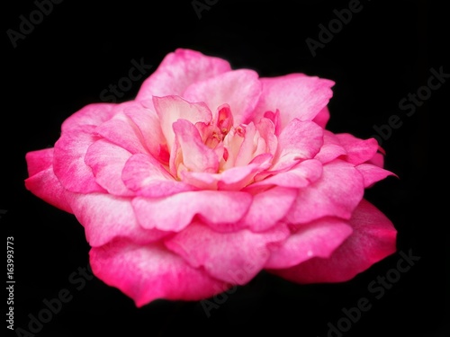 Pink rose on black background