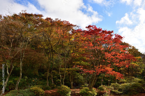 11月の六甲山の遊歩道(2016年11月)