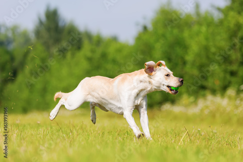 labrador dog jumps for a ball