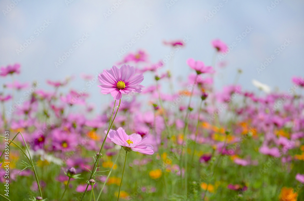 Cosmos field on sunny day with clear sky. Cosmos field on sunny day with clear sky.