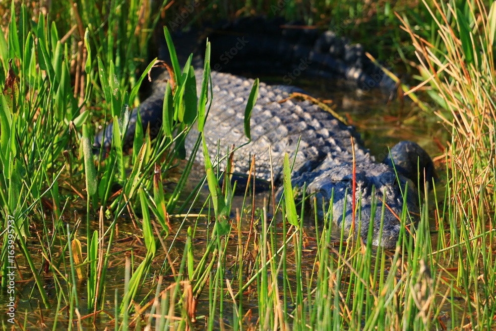alligator alligator