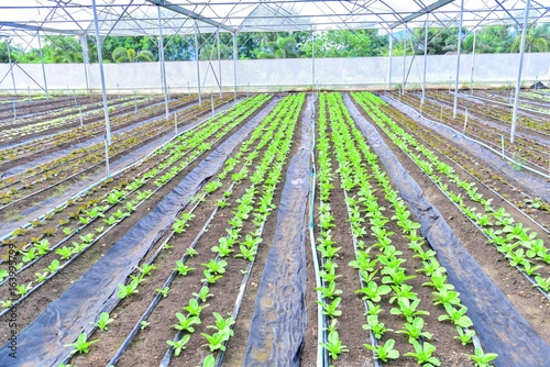 Rows of Organic Vegetables Growing in Greenhouse in Thailand