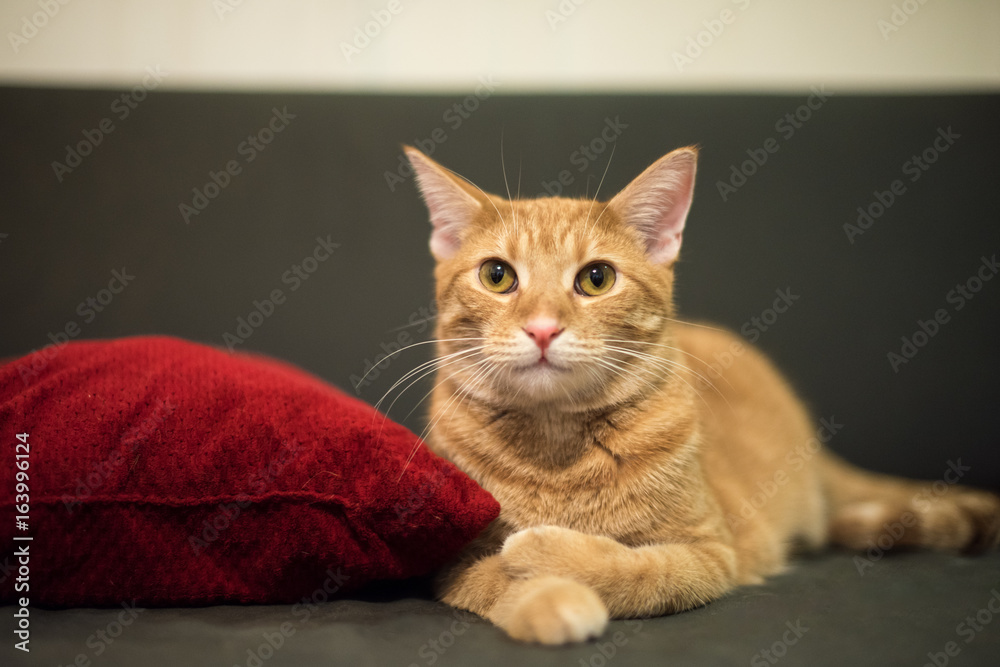 Cute tabby cat relaxing on a sofa by a red pillow