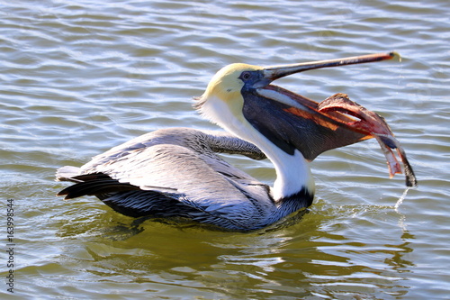 Pelican dinner, Mayport, Jacksonville, Florida photo