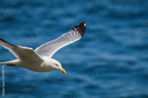 Herring Gull (Larus Argentatus) soaring over the ocean