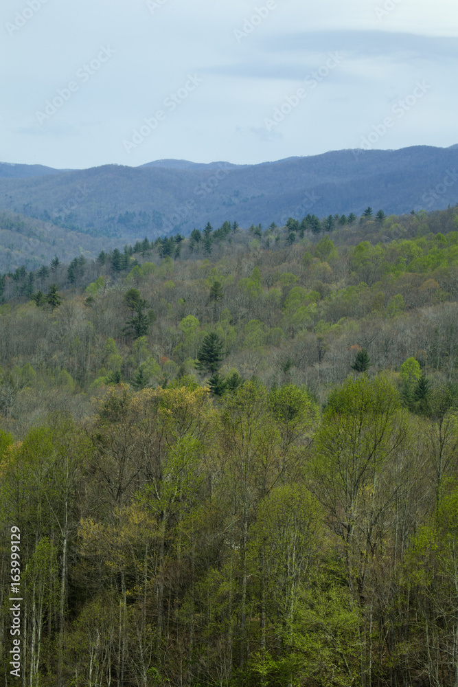 Pisgah National Forest