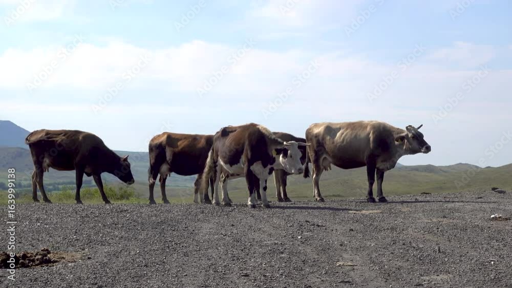 Several cows stand on the sky background. Several cows stand on the sky background.