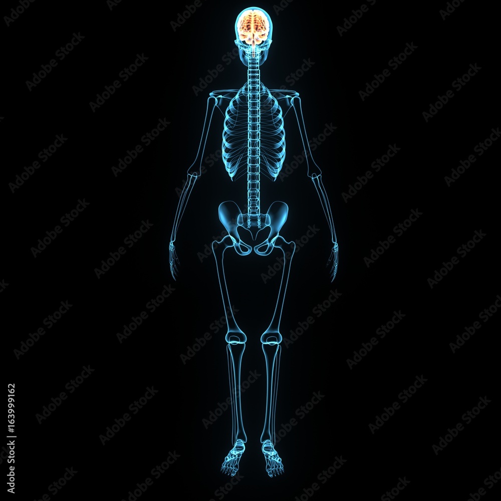 3d illustration of brain and skeleton anatomy 3d illustration of brain and skeleton anatomy