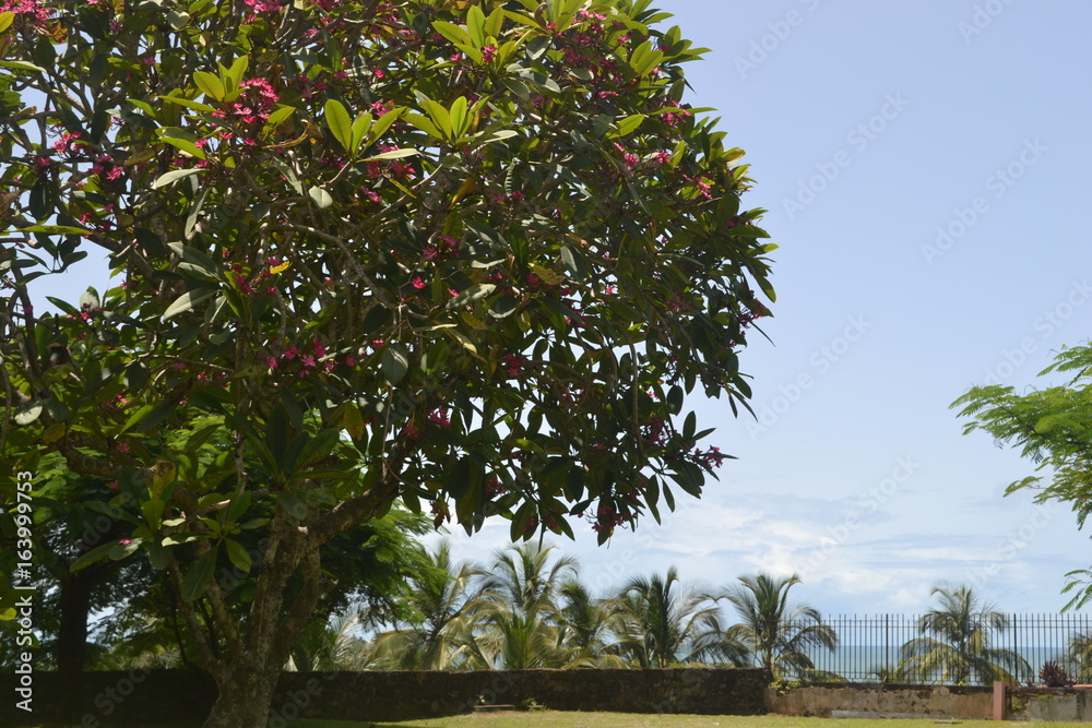 Fototapeta premium Verdure des Îles du Salut