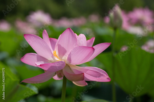 Pink Peaceful Lotus