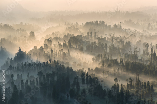 Coniferous Forest with sun beam at Bromo Tengger Semeru National Park, East Java, Indonesia