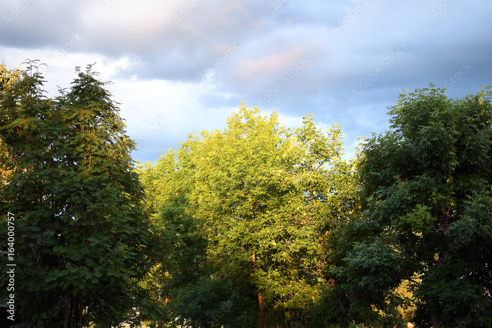 Stormy Sky and Tree Tops