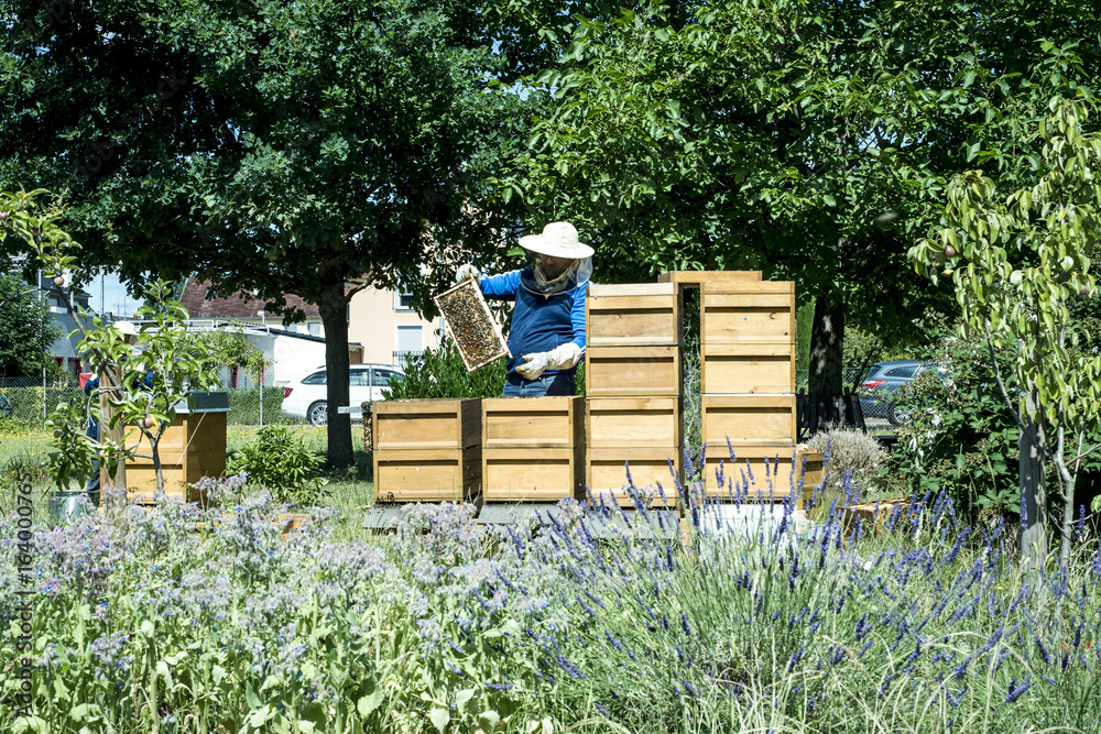 Beekeeper working in hive adds frames, watching bees. Bees on honeycombs. Frames of a bee hive. Apiary concept Beekeeper working in hive adds frames, watching bees. Bees on honeycombs. Frames of a bee hive. Apiary concept