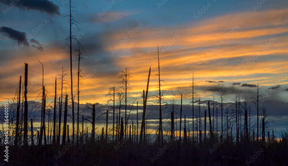 Orange sunset with burnt trees in foreground Orange sunset with burnt trees in foreground
