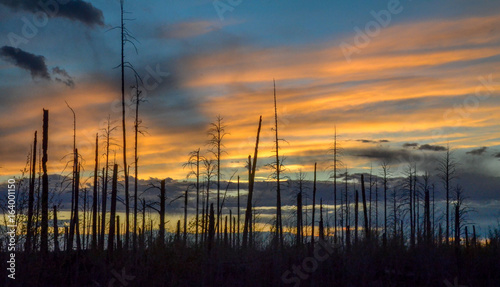 Orange sunset with burnt trees in foreground