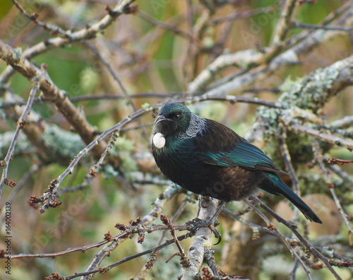 New Zealand native Tui bird in tree 