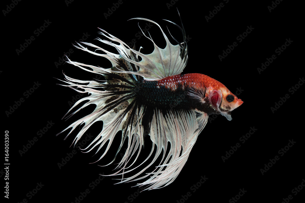 Fototapeta premium Fancy Crowntail Betta Fish