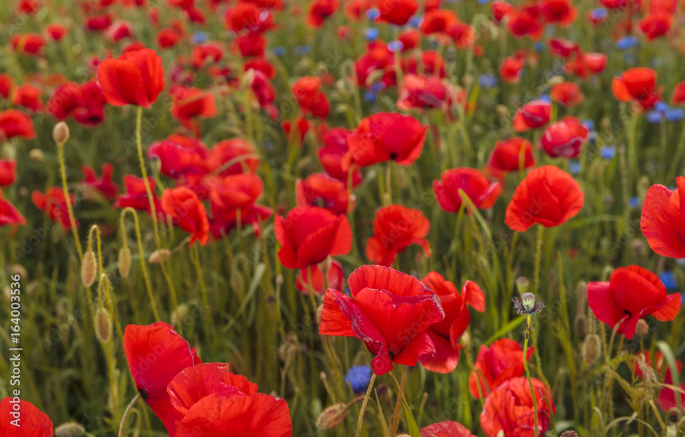 Composition of red poppies, herbs and wildflowers Composition of red poppies, herbs and wildflowers