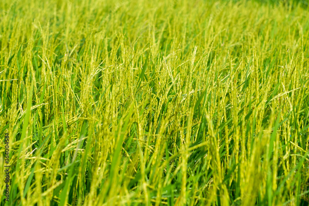 Obraz premium Paddy rice field background