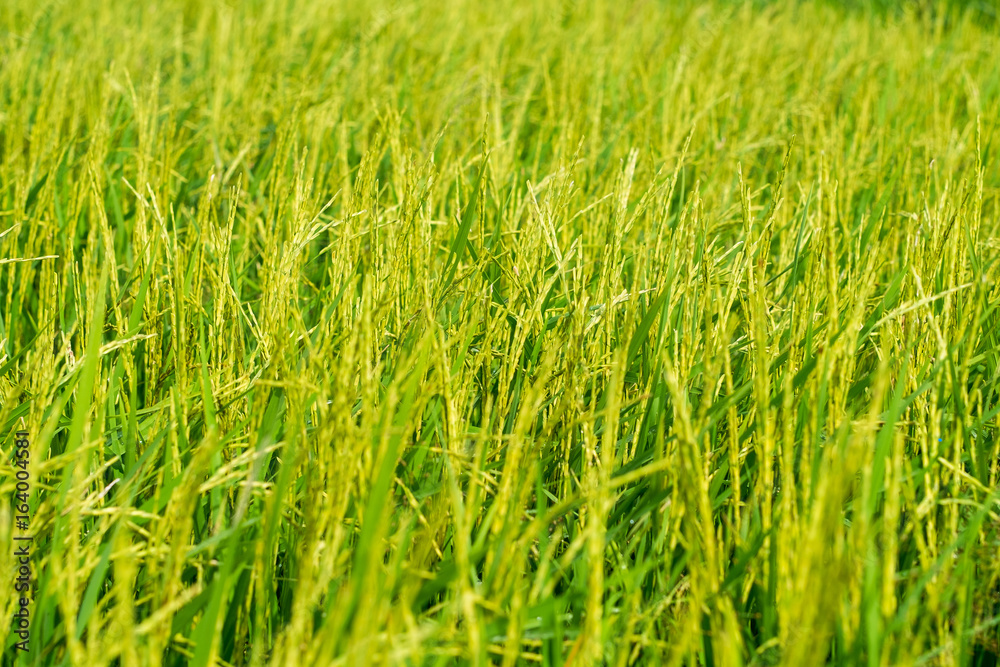 Paddy rice field background