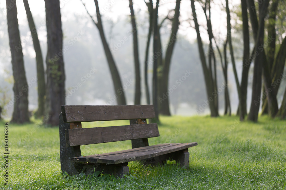 Fototapeta premium green city park at foggy morning