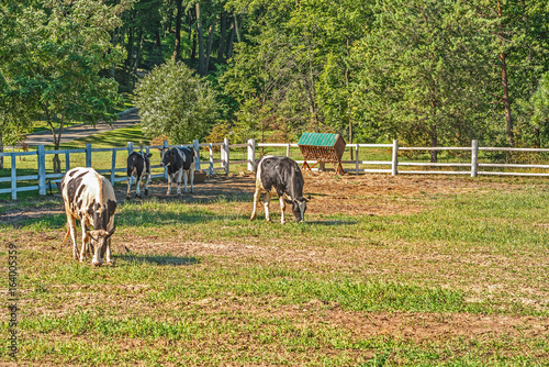 Young bulls in a pen for summer animals walking in   Mezhyhirye  near Kiev. © ais60