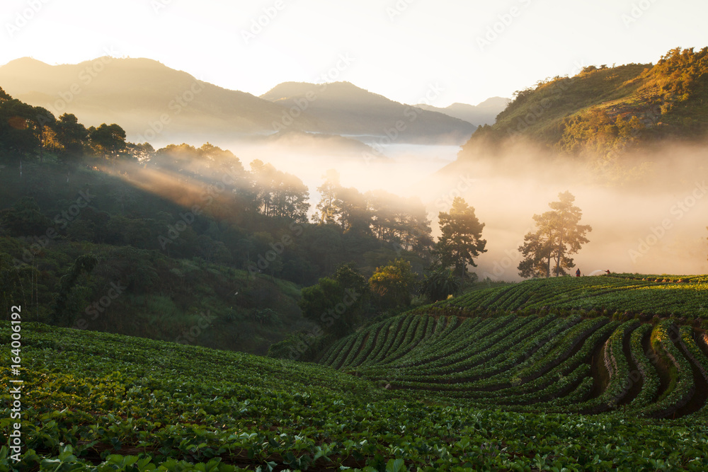fog morning sunrise in strawberry garden at Doi Ang khang mountain, chiangmai thailand