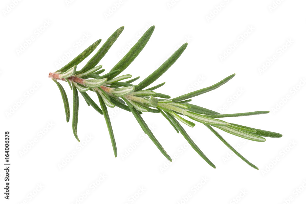 rosemary isolated on white background rosemary isolated on white background