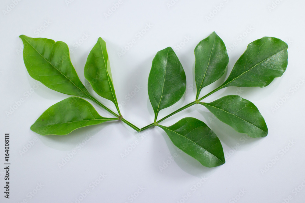 Agasta Dolichandrone rpathacea Schum tree isolated Agasta Dolichandrone rpathacea Schum tree isolated