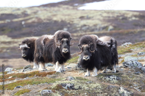 Muskox in Dovrefjell national park, Norway photo