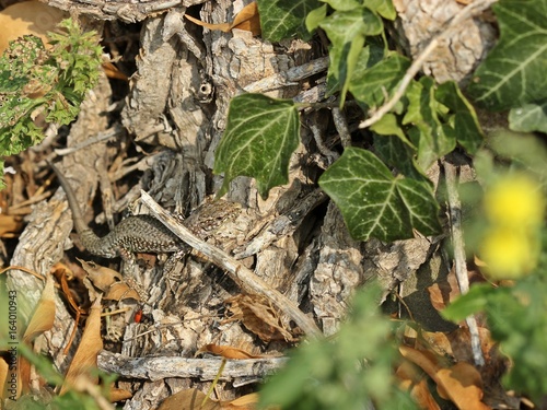 Männliche Mauereidechse (Podarcis muralis brongniardii) 
 photo