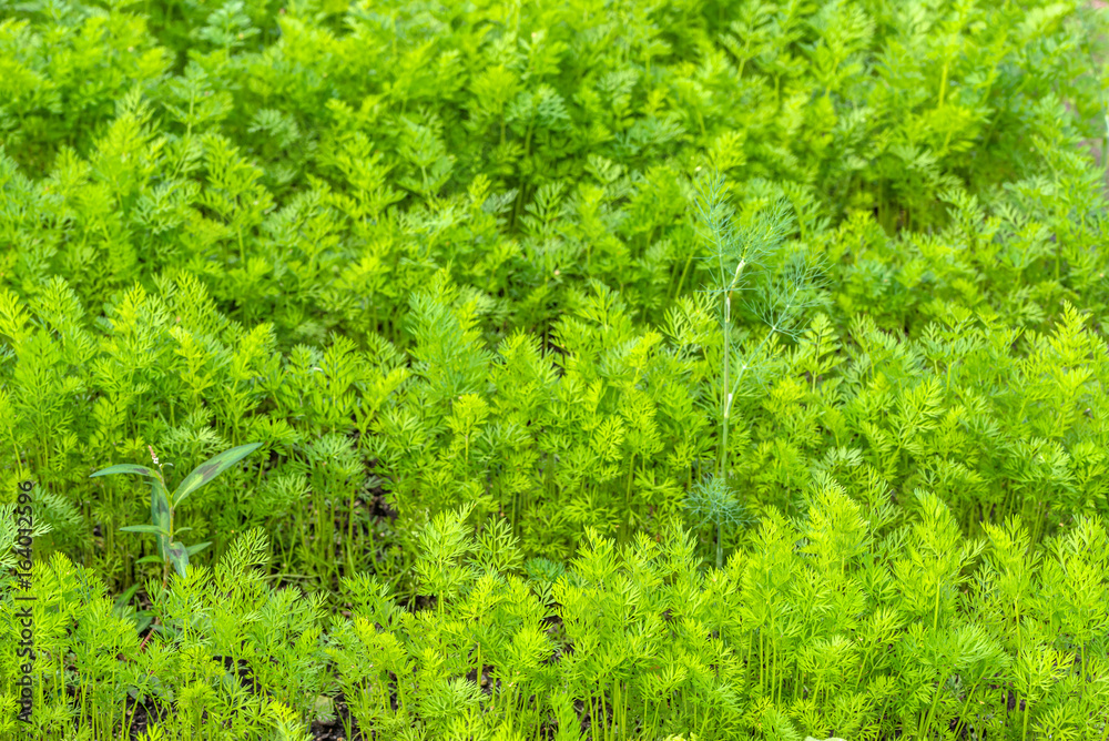 Green leaves of carrot, crop on the field, background Green leaves of carrot, crop on the field, background