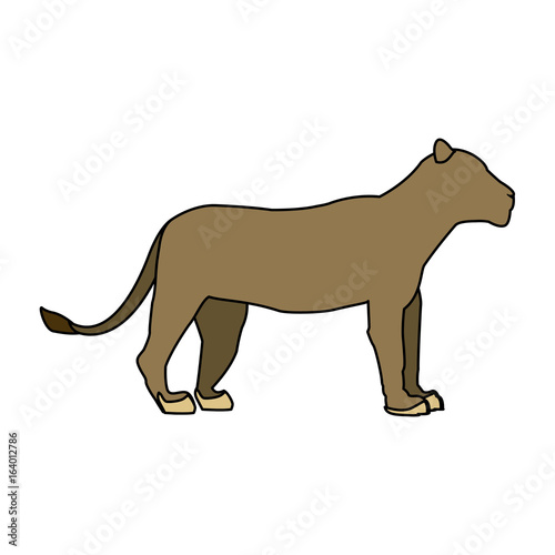 female lion african animal courageous creature vector illustration