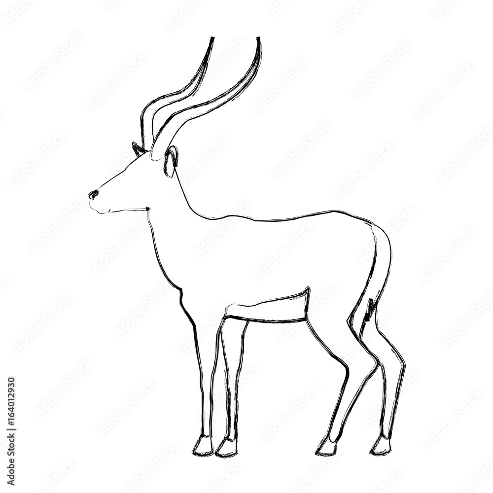 Fototapeta premium portrait of a standing impala africa mammal wild vector illustration