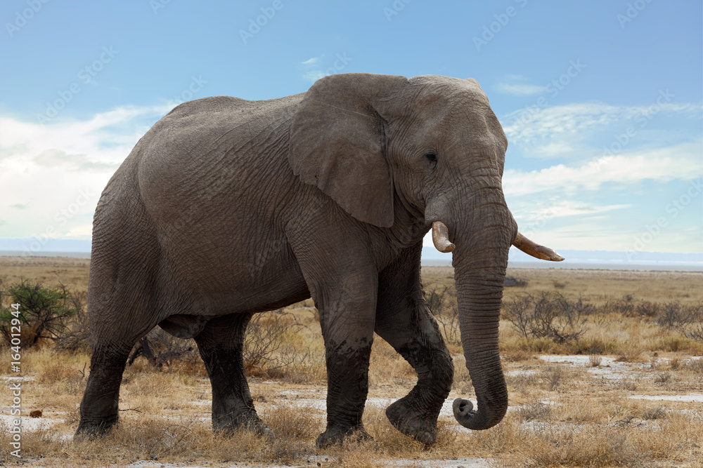 Obraz premium big african elephants on Etosha national park