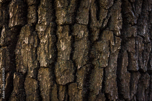 Textural background from the bark of a tree. Wood surface.