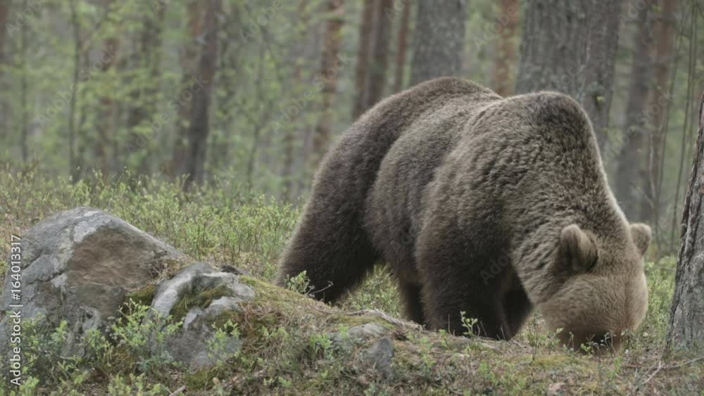 wild european brown bear wild european brown bear