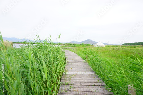 boardwalk in the field