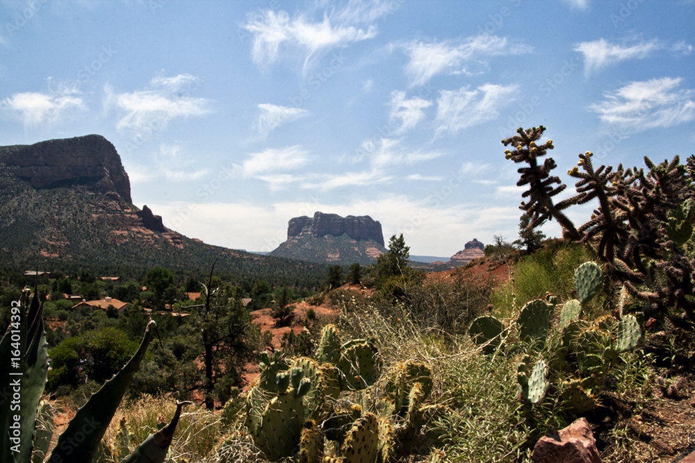 Sonora desert landscape
