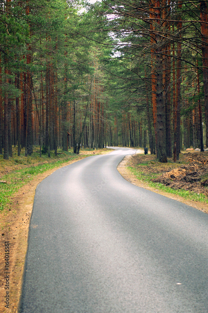 Asphalt path, going away, a pine forest on both sides, a place for cycling and rest