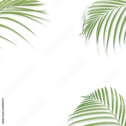 Tropical palm leaves on white background. Minimal nature. Summer Styled.  Flat lay. Image is approximately 5000 x 5000 pixels in size