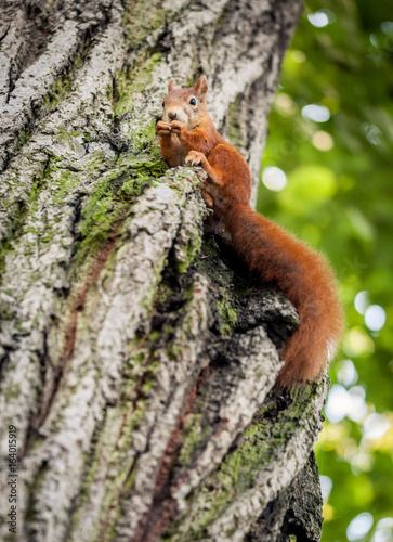 Eichhörnchen sitzt auf Baum und frisst © Thomas George