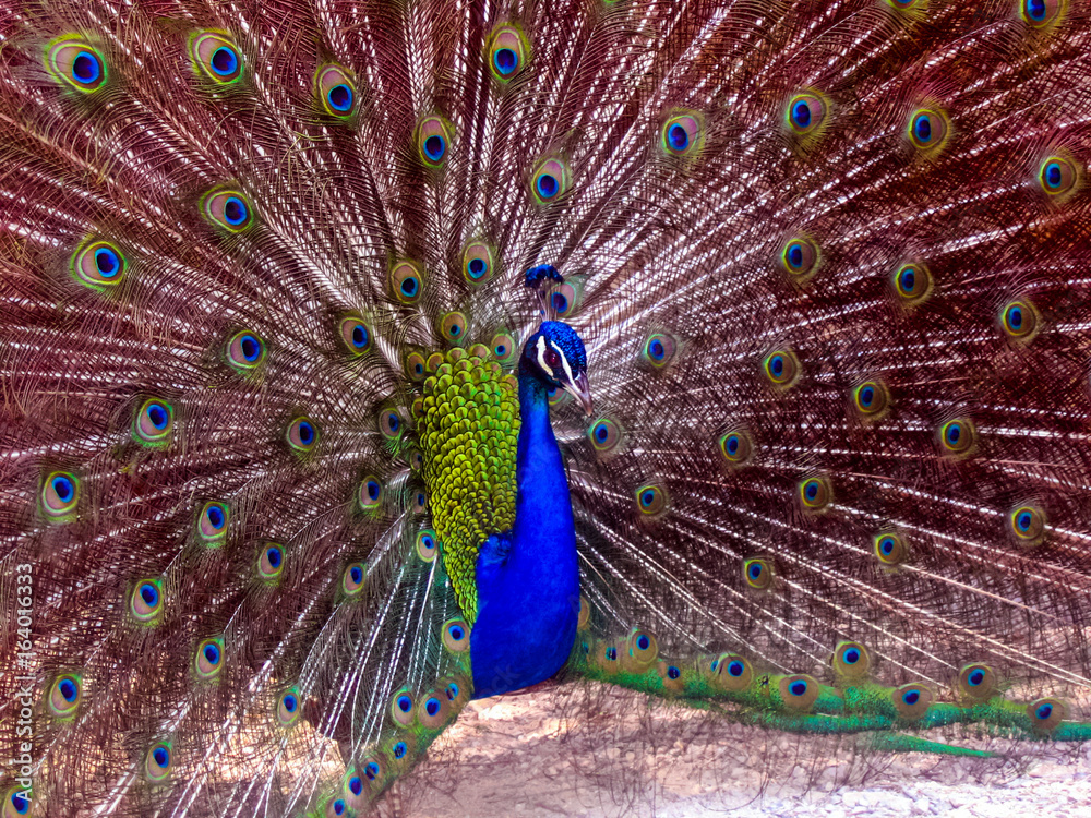 Fototapeta premium A beautiful peacock with a blue body and a fully opened multi-colored tail