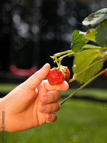 picking strawberry fruit